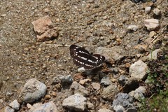 Neptis pryeri