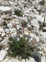 Ipomopsis spicata
