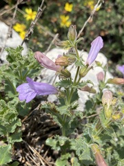 Penstemon montanus montanus