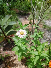 Heliconius charithonia