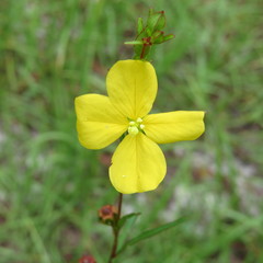 Ludwigia maritima
