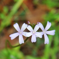 Buchnera floridana image