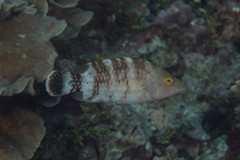 Cheilinus trilobatus