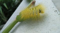 Calliteara horsfieldii