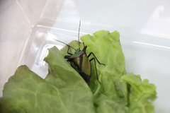 Pentatoma parametallifera