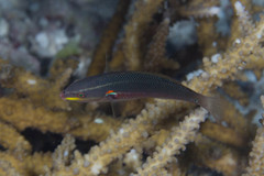 Stethojulis bandanensis