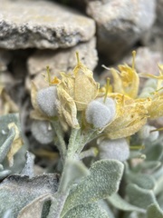 Physaria didymocarpa lanata