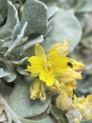 Physaria didymocarpa lanata