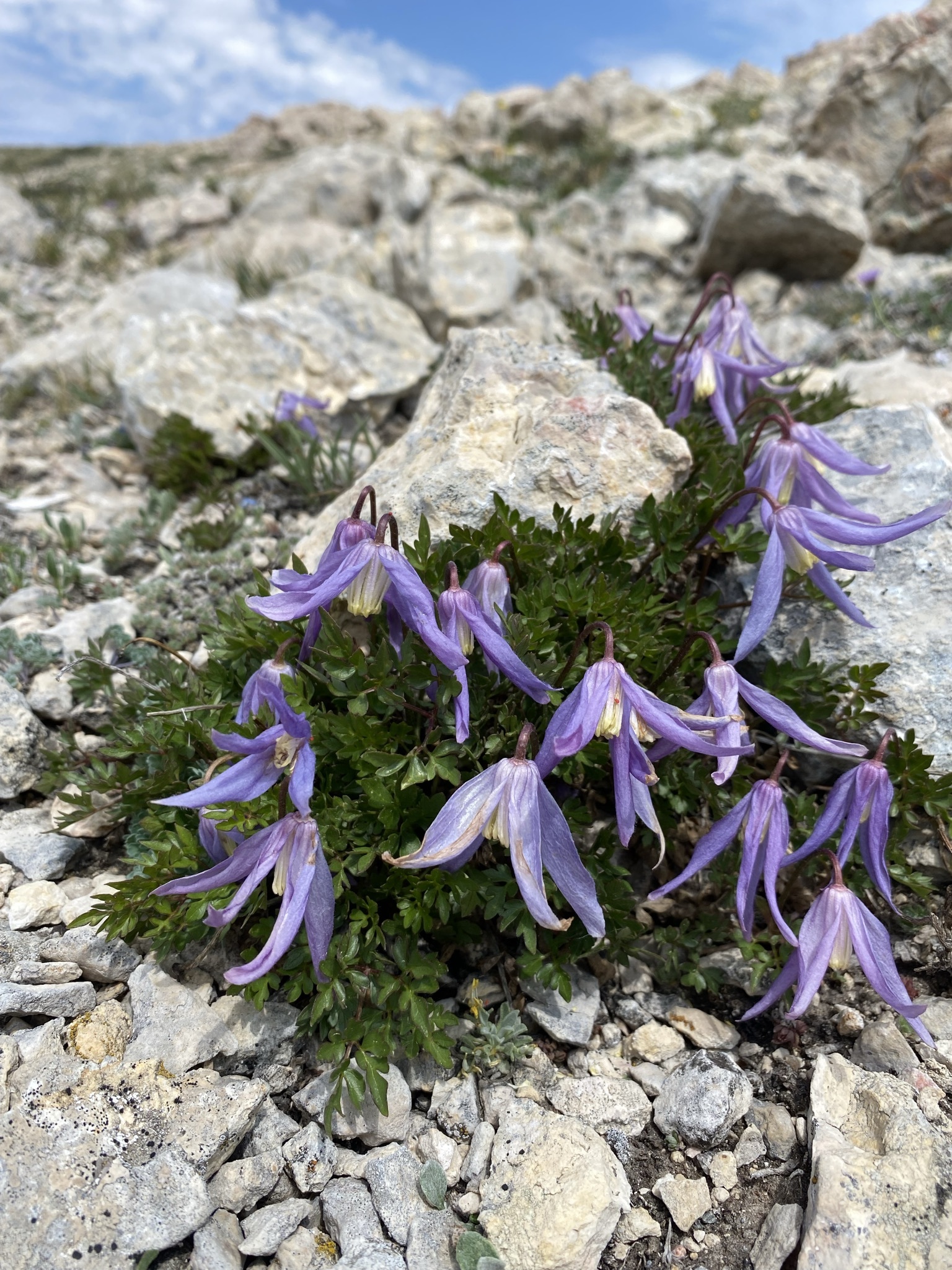 Clematis columbiana var. tenuiloba