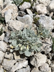 Physaria didymocarpa lanata