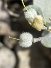 Physaria didymocarpa lanata