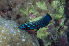 Labropsis xanthonota