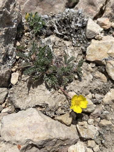 Platte River cinquefoil (Potentilla plattensis)