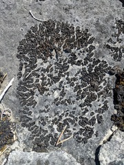 Lathagrium undulatum
