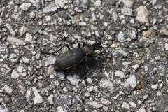 Carabus jankowskii