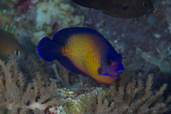 Centropyge bispinosa