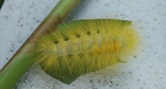 Calliteara horsfieldii