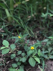 Sclerocarpus phyllocephalus