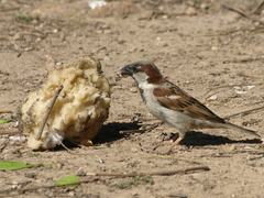 Passer domesticus