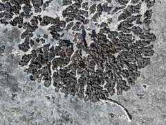 Lathagrium undulatum