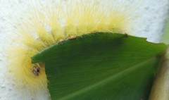 Calliteara horsfieldii