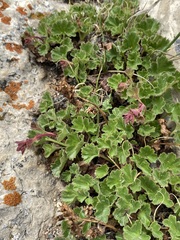 Telesonix heucheriformis