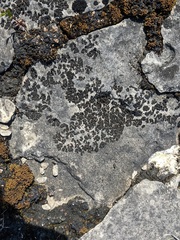 Lathagrium undulatum