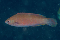 Cirrhilabrus beauperryi