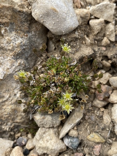 Image of Sabulina austromontana by (c) Matt Berger, some rights reserved (CC BY)
