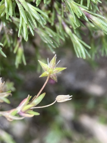 Image of Sabulina austromontana by (c) Matt Berger, some rights reserved (CC BY)