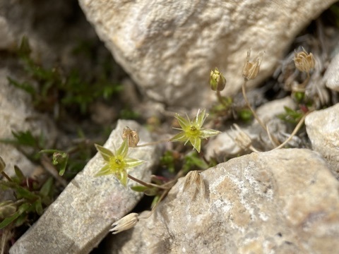 Image of Sabulina austromontana by (c) Matt Berger, some rights reserved (CC BY)