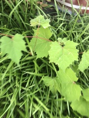 Vitis