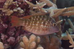 Lethrinus erythracanthus