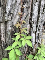 Parthenocissus quinquefolia