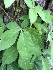 Parthenocissus quinquefolia