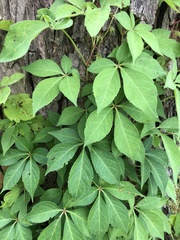 Parthenocissus quinquefolia