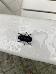 Dorcus parallelipipedus