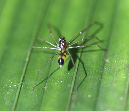 Lyssomanes longipes