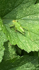 Tettigonia viridissima