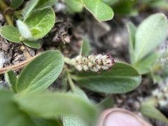 Diplodictyae