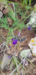 Salvia pusilla