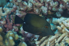 Zebrasoma scopas