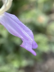Penstemon montanus montanus