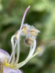 Penstemon montanus montanus
