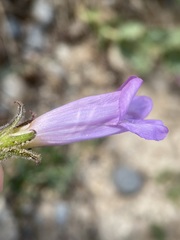 Penstemon montanus montanus