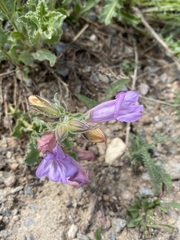 Penstemon montanus montanus