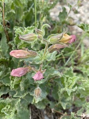 Penstemon montanus montanus
