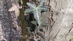 Hedera helix