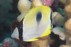 Chaetodon unimaculatus