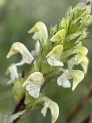 Pedicularis parryi
